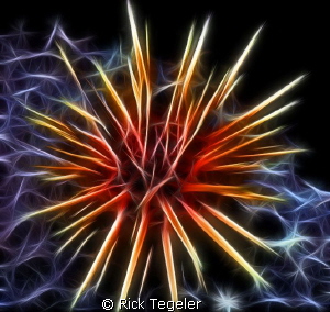 Urchin by Rick Tegeler 